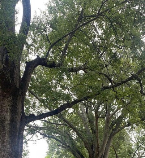 Healing and Helping Others to Heal