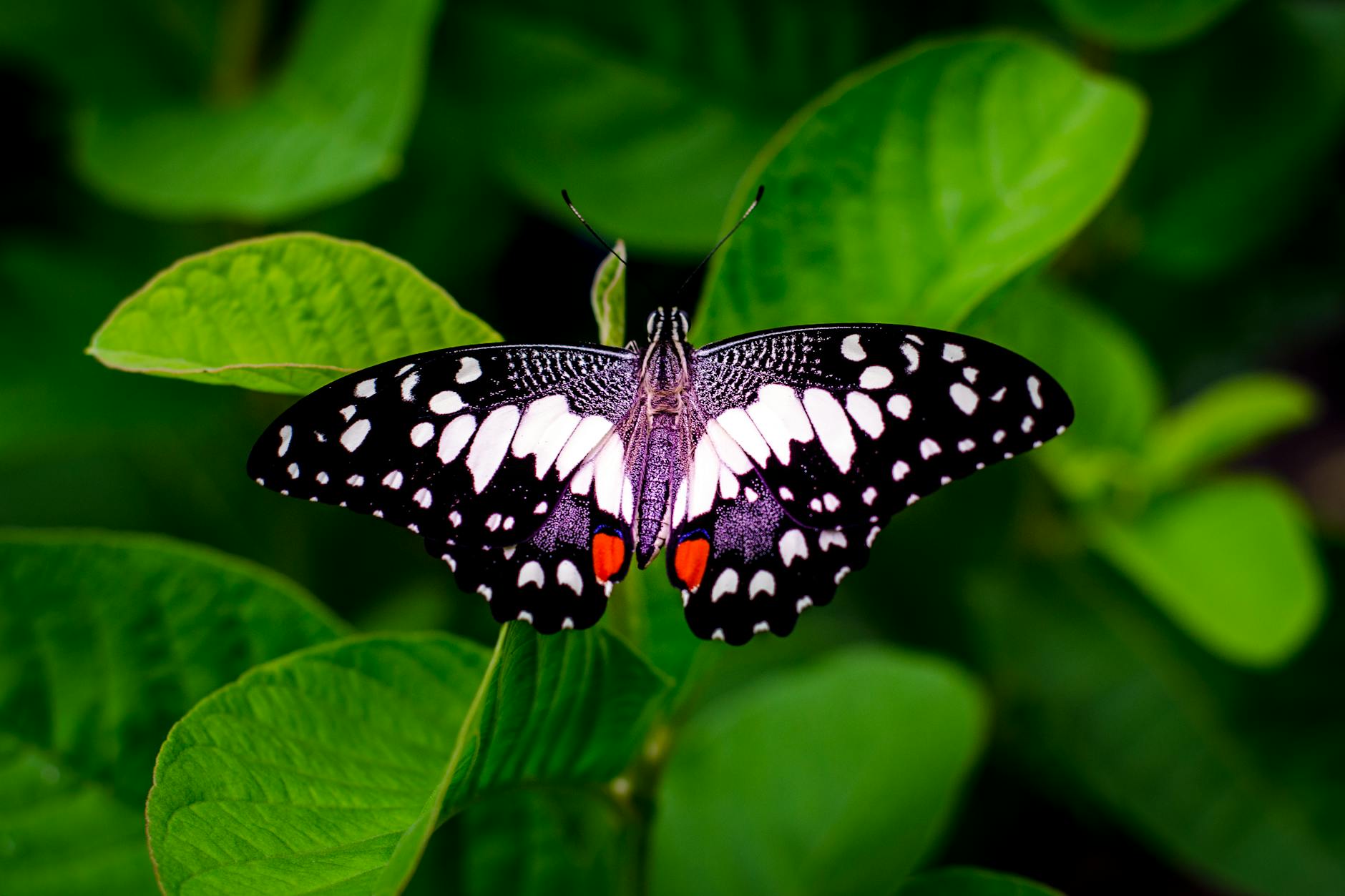 close up photography of a butterfly