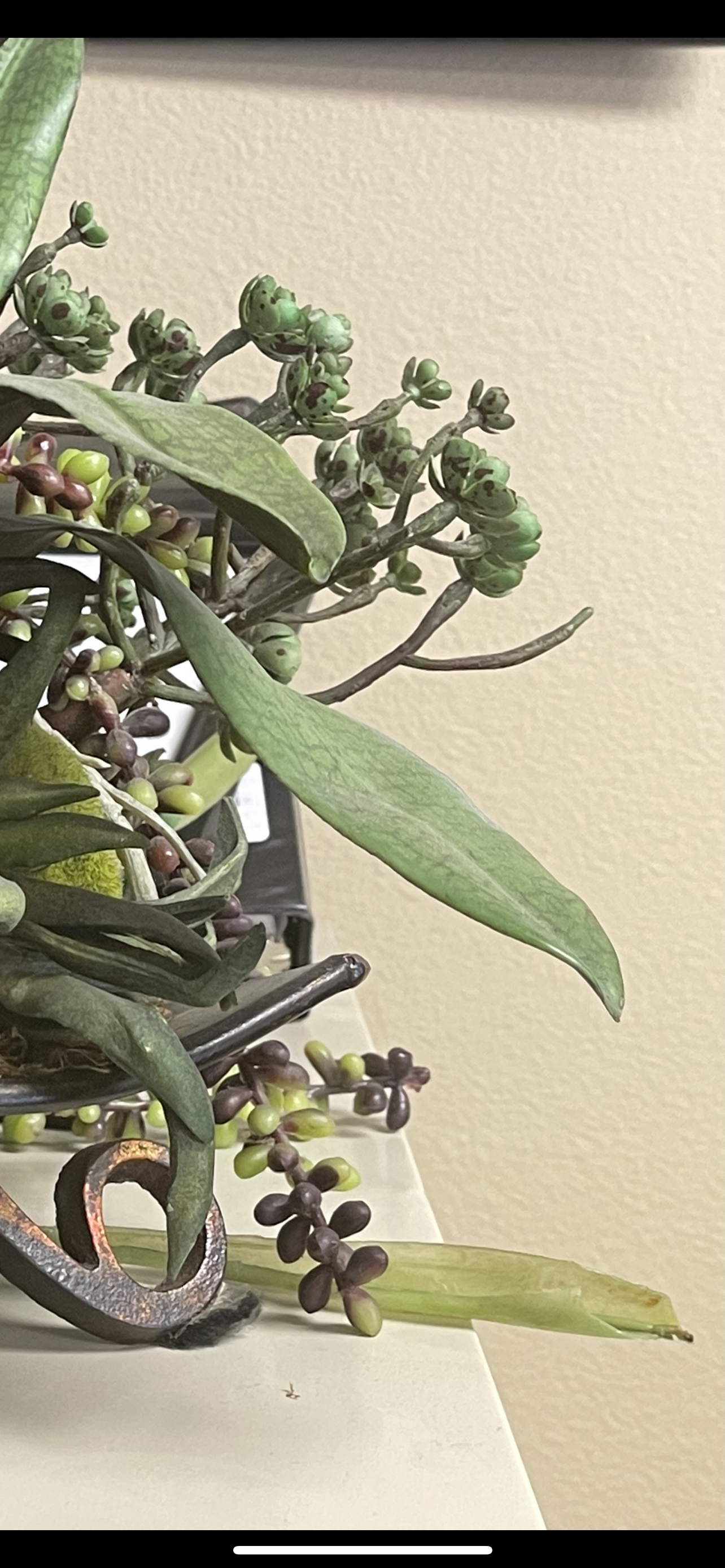 The Enjoyment of Growth