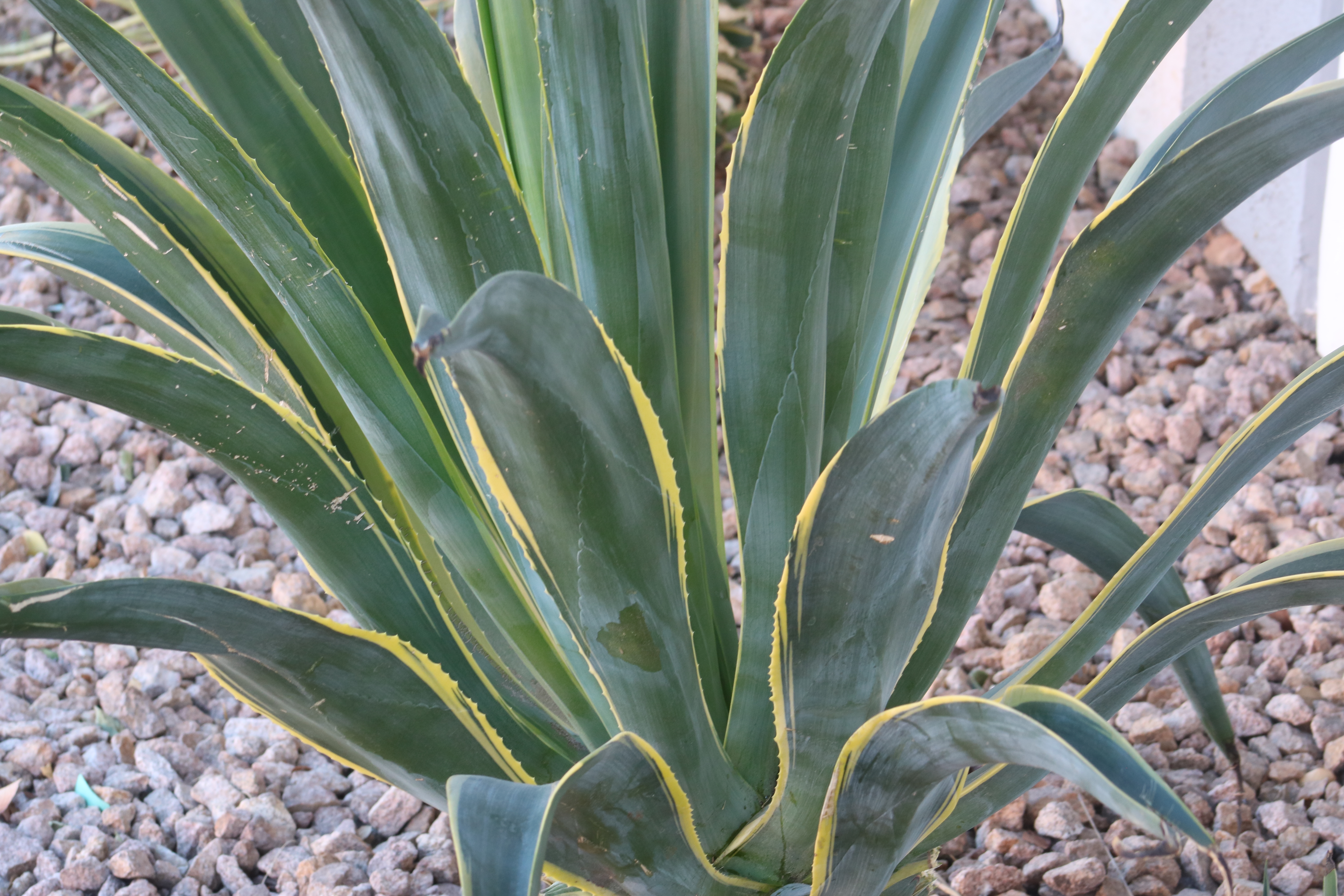 This Year’s Reflections