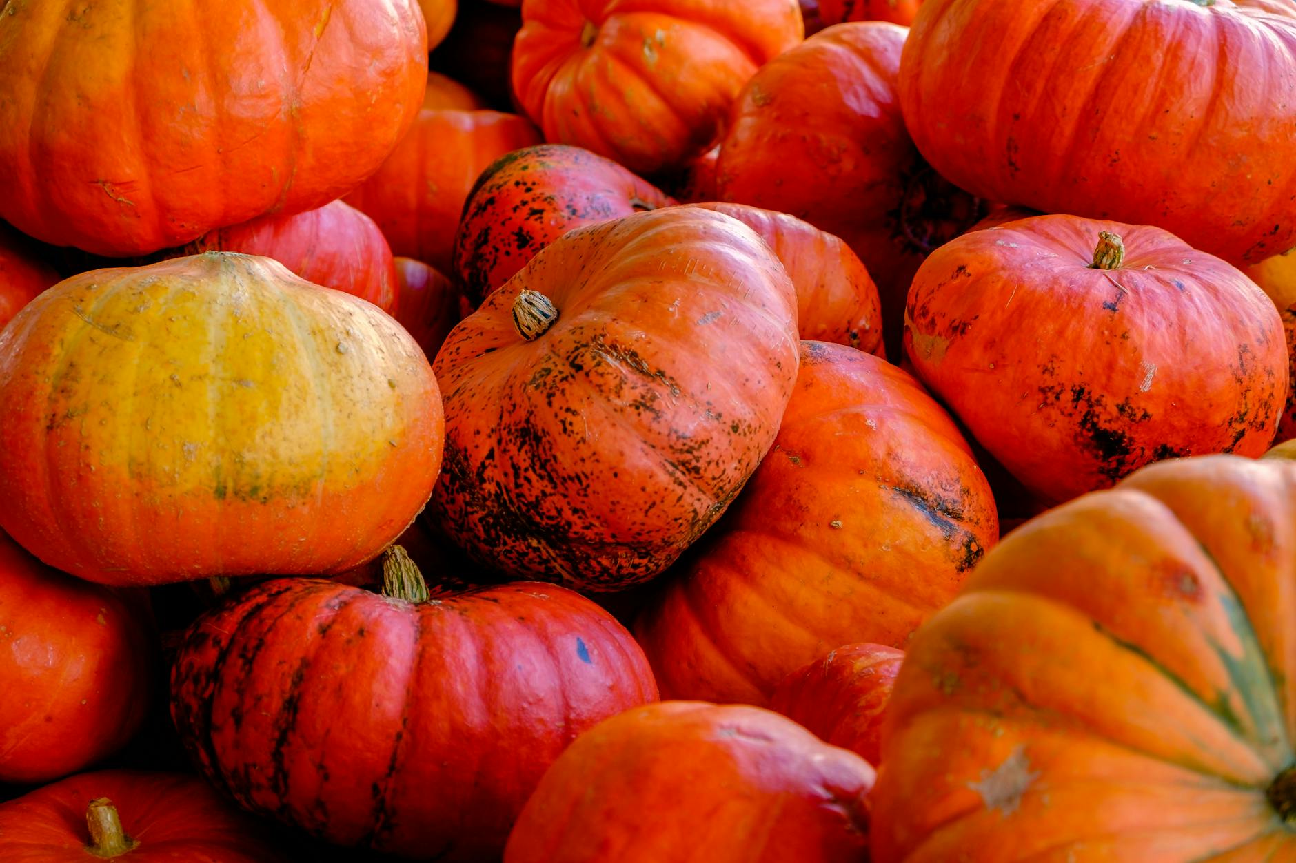 close up photography of red and orange pumpkins