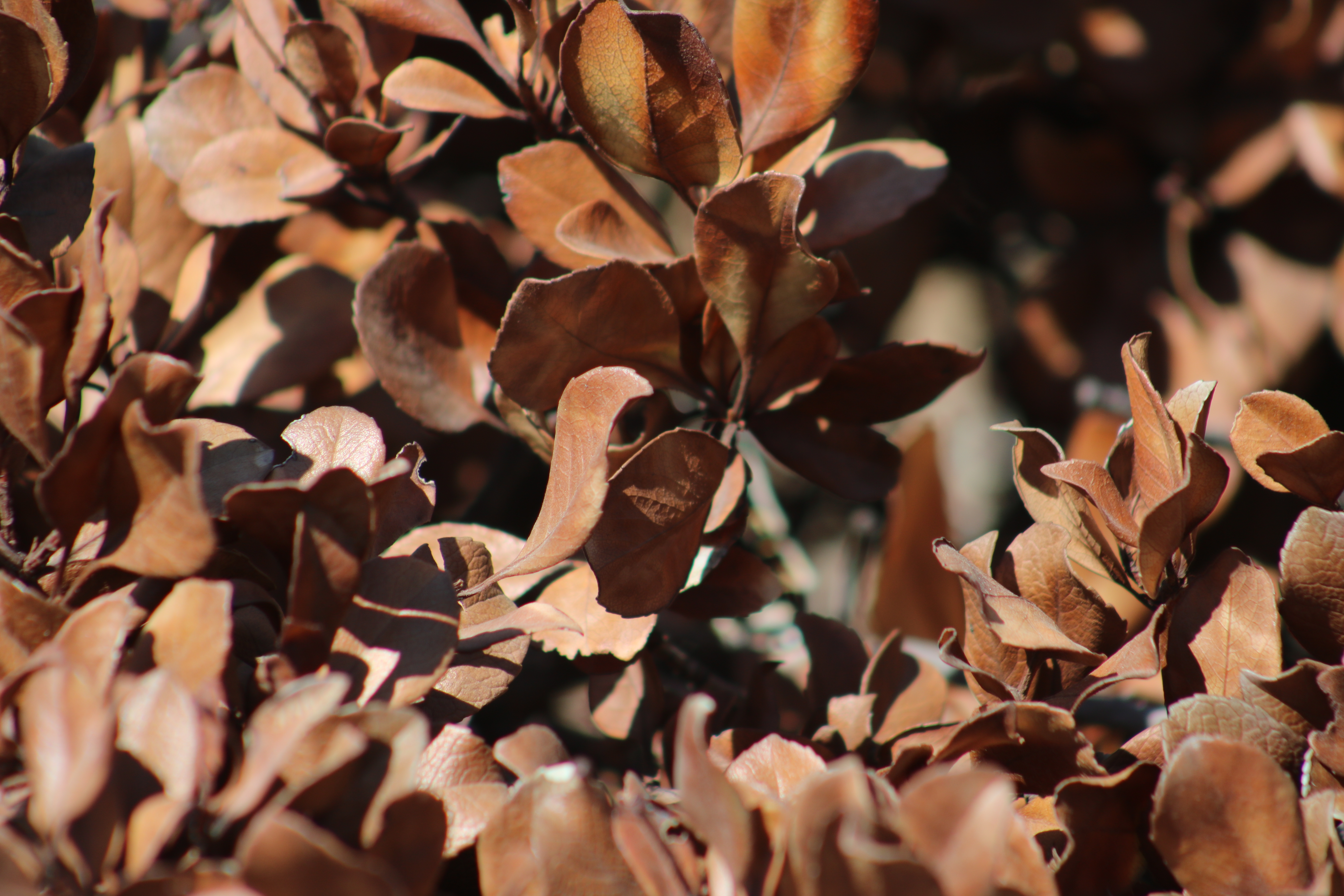 Peace, Quietness, and Confident Trust