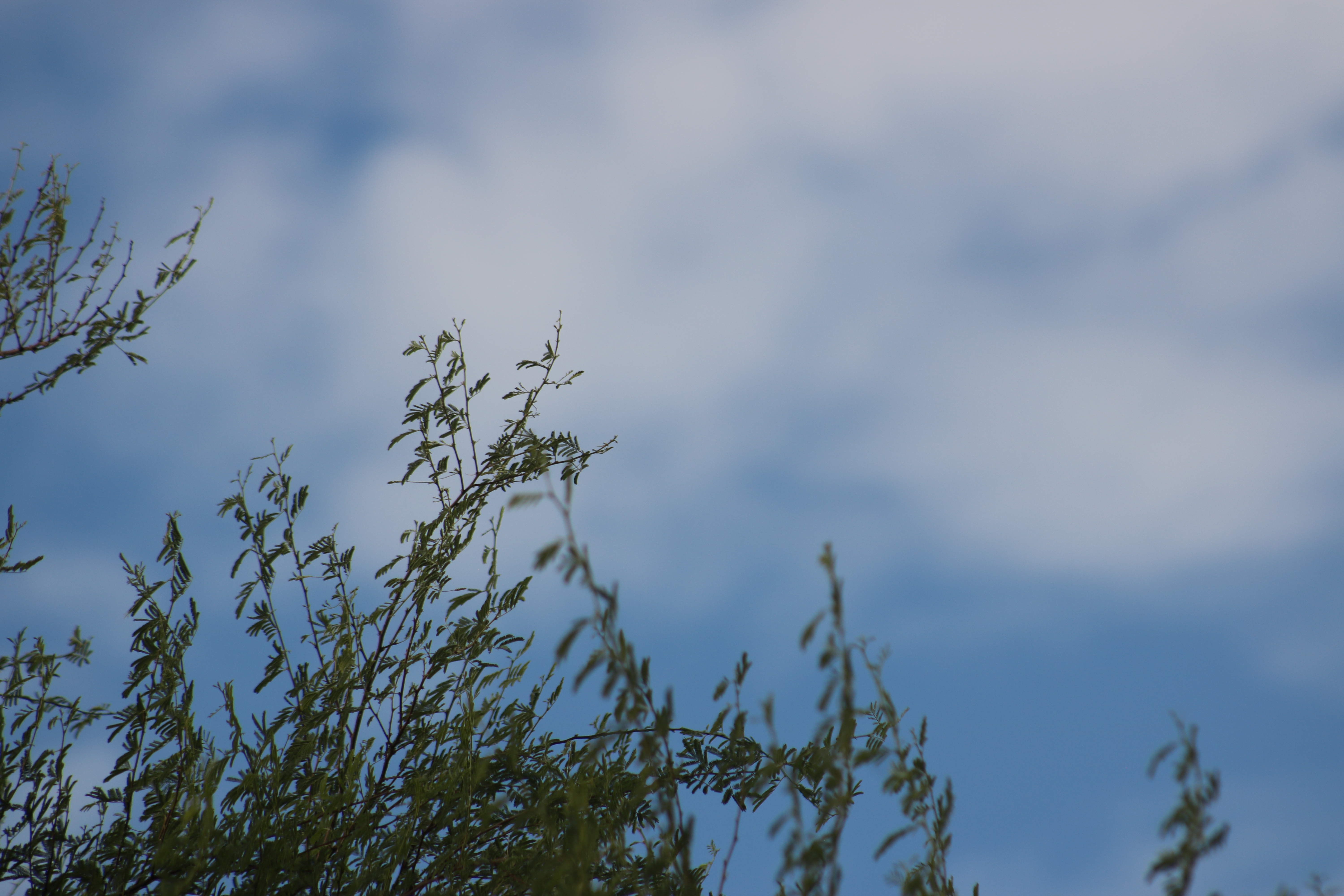 SNHD Resources_05/04/25