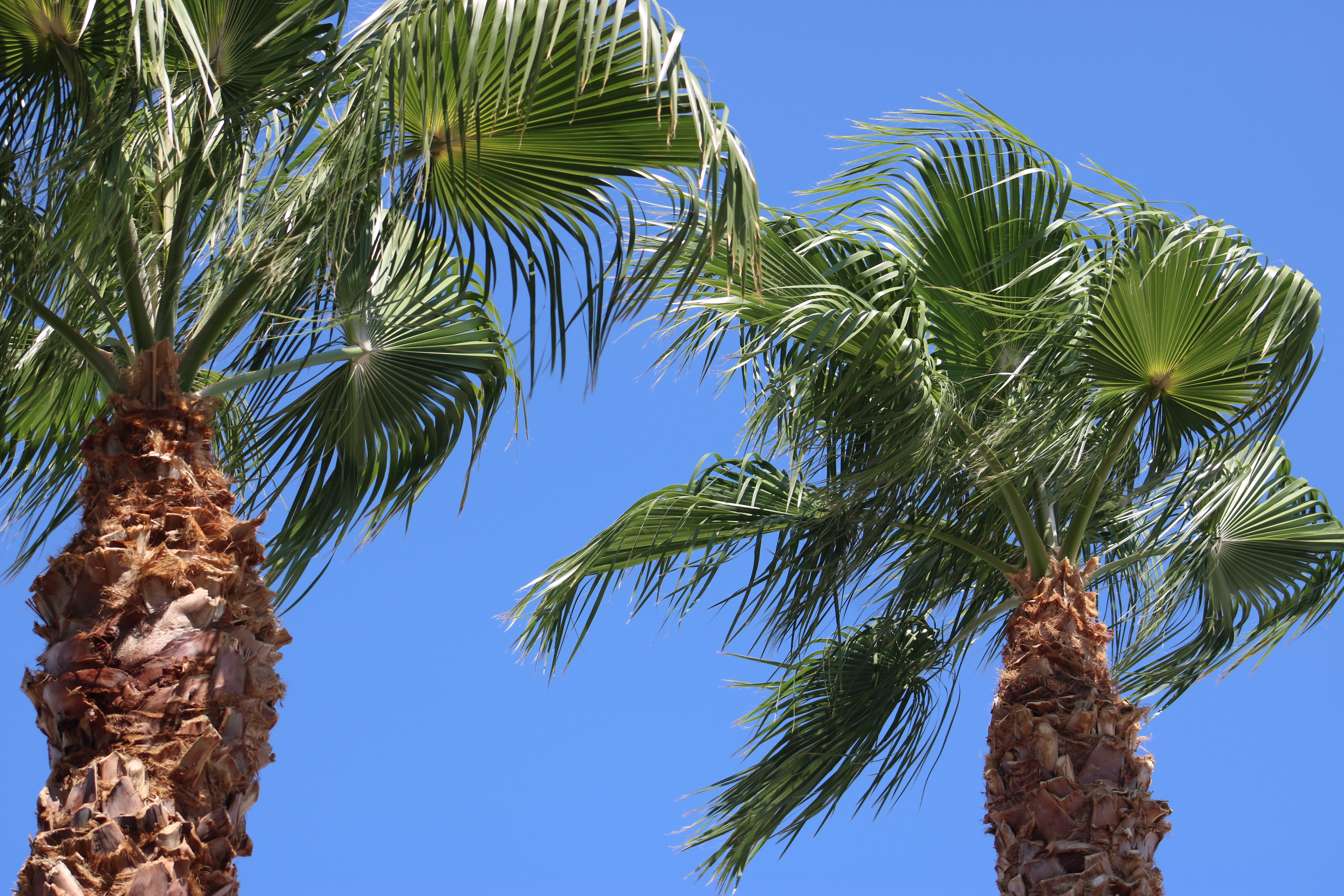 Senior Wellness Festival | 09/05/25