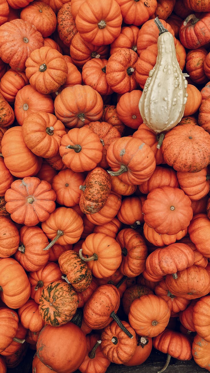 view from above of orange pumpkins