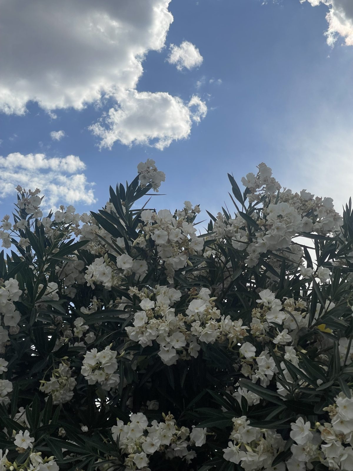 I Choose Wisdom This Season-07/20/26